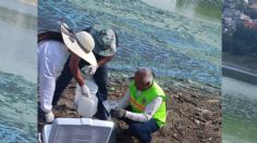 Sistema de aguas de Atizapán de Zaragoza analiza presa Madín, reportan coloración azul