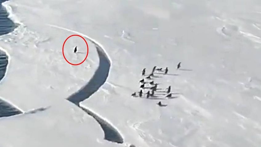 VIDEO: El dramático momento en que una familia de pingüinos es separada por un bloque de hielo