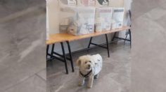 Perrita funcionaria enternece las redes sociales en estas elecciones 2024: VIDEO