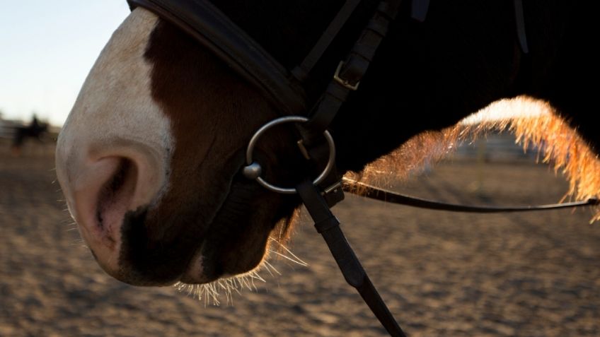 IMÁGENES FUERTES: Atropellan a tres caballos y los dejan abandonados en calles de Iztapalapa