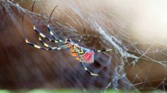 Qué ocurriría si la araña Joro invade México y qué peligro hay si otras especies emigran