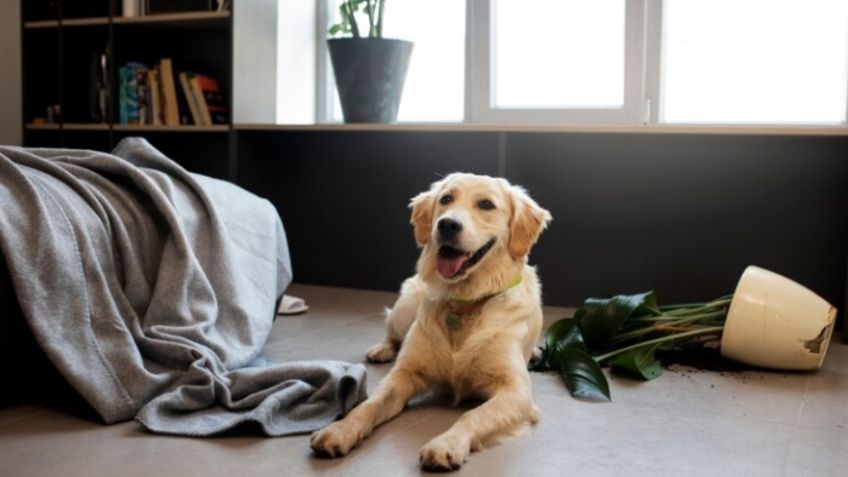 ¿Dejas solo a tu perro? esto es lo que nunca debes hacer