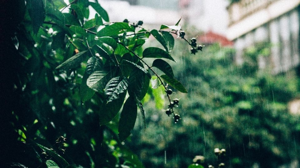 No todas las plantas soportan la abundancia de agua, pero hay algunas que florecen más en esta temporada