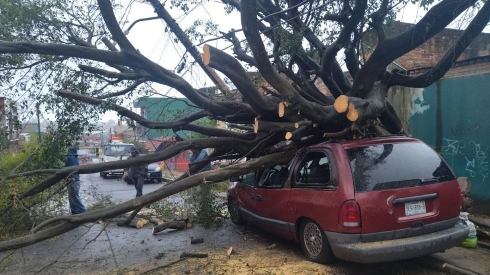 Se registró la caída de árboles.