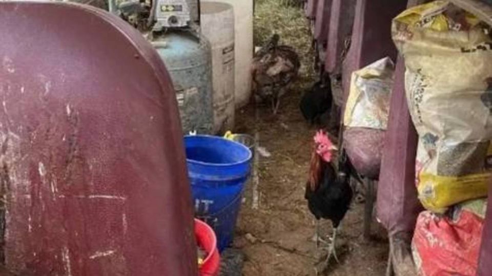 Varios animales fueron hallados dentro del camión escolar.