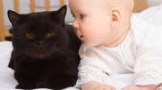 Gatos y bebés: ¿hace daño tener una mascota cuando llega un recién nacido?