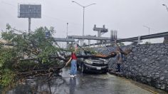 Fuertes vientos tiran árbol sobre una camioneta, la dueña sonríe para la foto