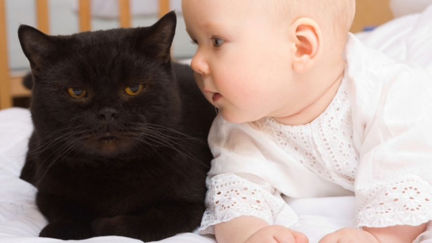 Gatos y bebés: ¿hace daño tener una mascota cuando llega un recién nacido?