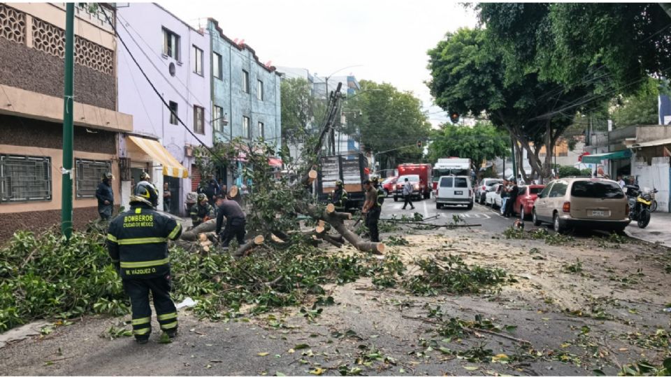 Se han registrado caída de árboles en diferentes puntos de la capital