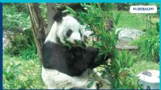 El panda Xin Xin arranca celebración en el Zoológico de Chapultepec por sus 34 años