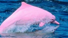 Expertos detallan que existen tanto delfines rosas como albinos y no son iguales, tienen marcadas diferencias.