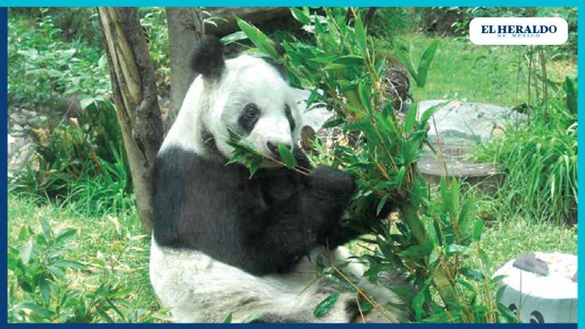 El panda Xin Xin arranca celebración en el Zoológico de Chapultepec por sus 34 años