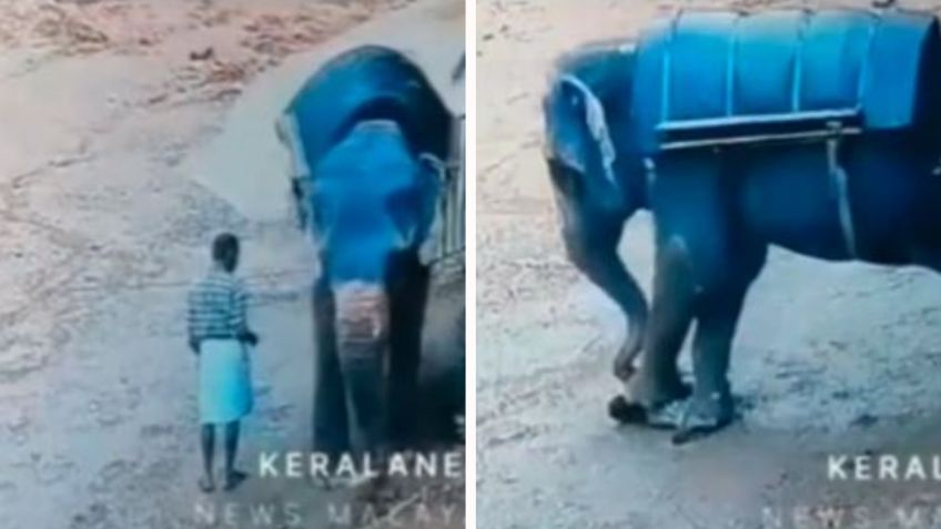 IMÁGENES FUERTES: Elefante ataca a su cuidador, lo pisoteó hasta matarlo