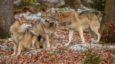 Manada de lobos ataca a mujer en zoológico de Francia; la víctima se reporta grave