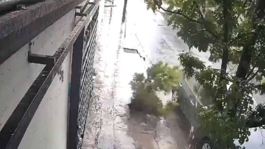 IMÁGENES IMPRESIONANTES: la tierra se "traga" un árbol durante fuertes tormentas en San Nicolás, Nuevo León