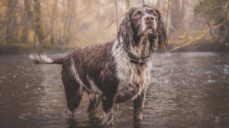 Estos son los mejores consejos para sacar a pasear a tu perro y que no se moje durante los días de lluvia. Fuente: Freepik