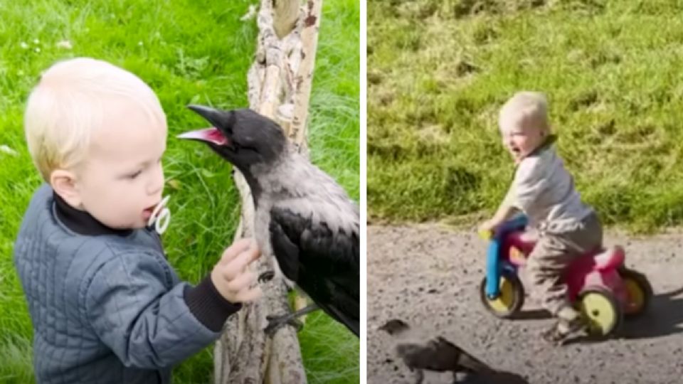 Los protagonista de esta historia son Otto, un niño de dos años de edad, y “Russell”, un cuervo.