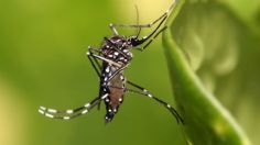 Investigan 22 fallecimientos por posible dengue en Oaxaca