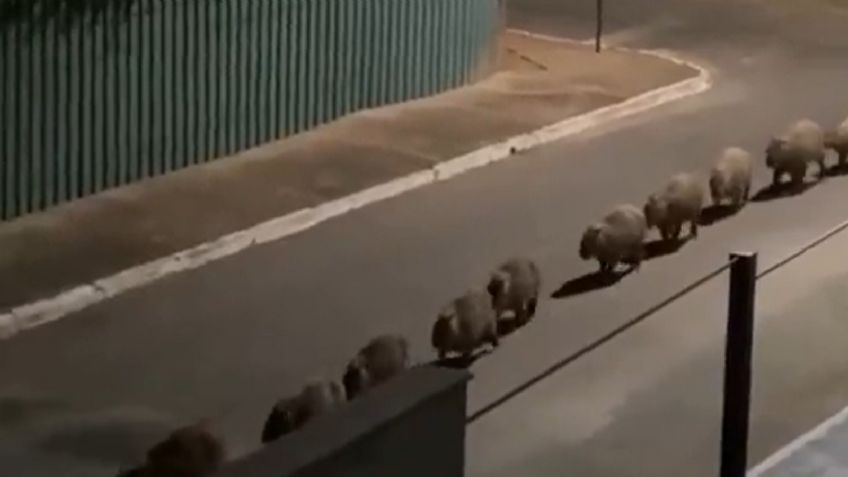 VIDEO: familia de capibaras se hacen virales por caminar en fila y sorprenden por increíble organización