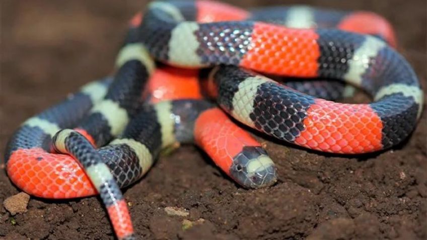 Joven es atacado por una serpiente coralillo cuya mordedura es de las más venenosas