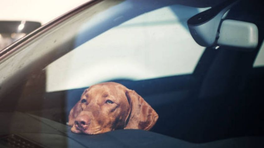 Cachorro fallece tras ser abandonado en un vehículo en Mexicali