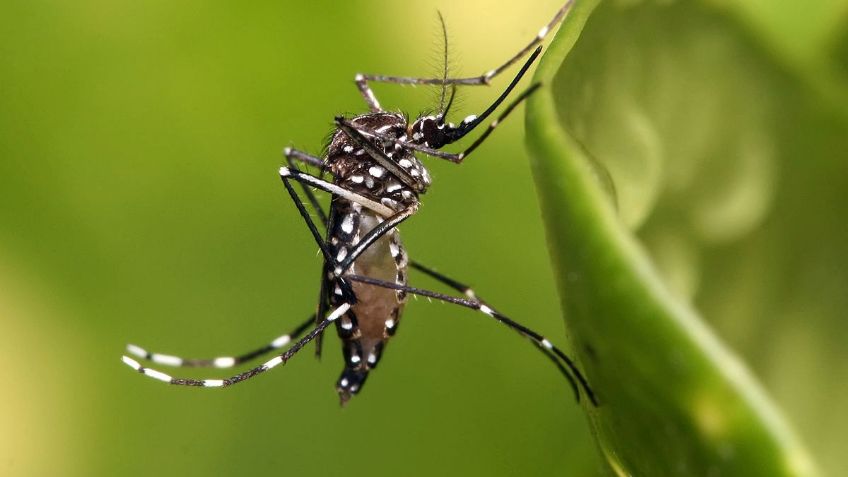 Investigan 22 fallecimientos por posible dengue en Oaxaca