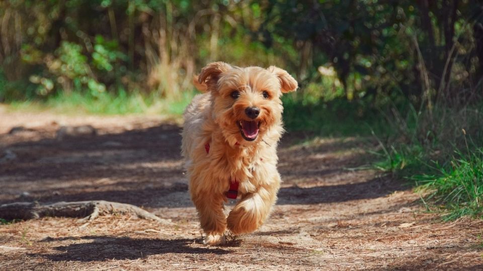 Una característica de los perros es que cuando están felices o se sienten protegidos, suelen expresarlo de muchas maneras que podríamos no entender