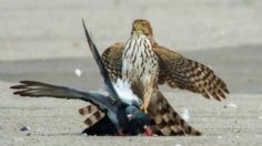 Halcones, el arma secreta de los aeropuertos, almacenes de comida y cultivos contra las plagas de palomas