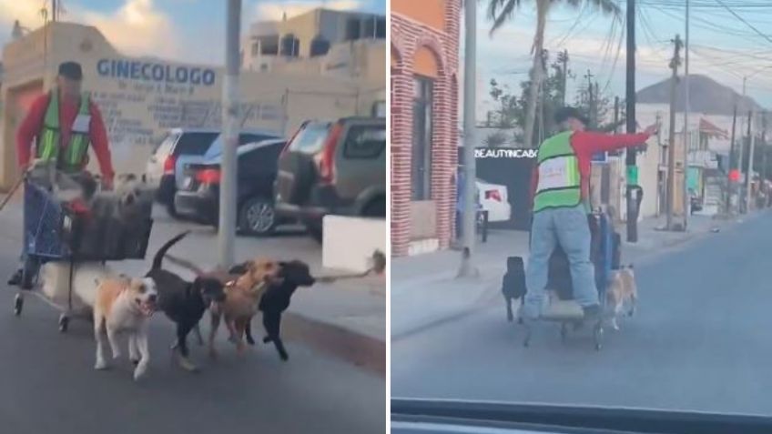 VIDEO: Un hombre se pasea en un trineo tirado por perros en las calles de Los Cabos