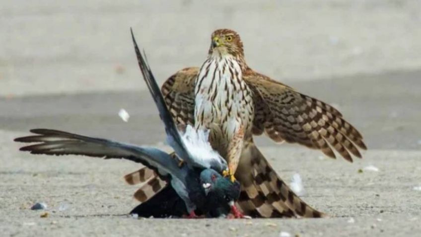 Halcones, el arma secreta de los aeropuertos, almacenes de comida y cultivos contra las plagas de palomas