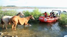 FOTOS: salvan a más de 40 caballos que se habían quedado atrapados en presa de Linares