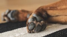 ¿Cómo detectar si las patas de tu perro están sanas? Tips para identificar hongos en ellas