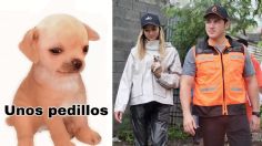 Él es “Alberto”, el perrito que Mariana Rodríguez y Samuel García adoptaron y es idéntico al del meme “Unos pedillos”