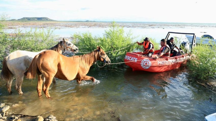 FOTOS: salvan a más de 40 caballos que se habían quedado atrapados en presa de Linares