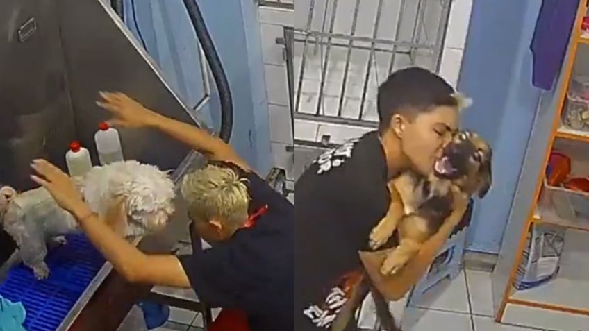 Captan a estilista de perros bailando con ellos mientras trabaja: VIDEO