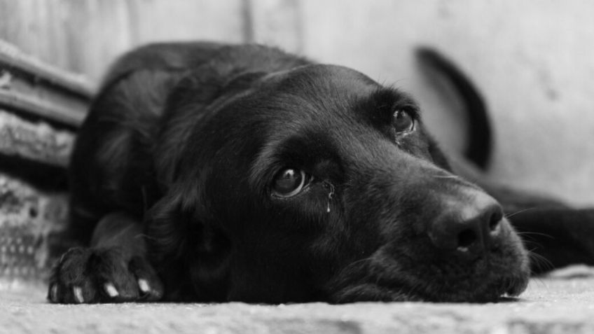 ¡Ya no lo hagas! Estos son los errores que cometes y hacen llorar a tu perro