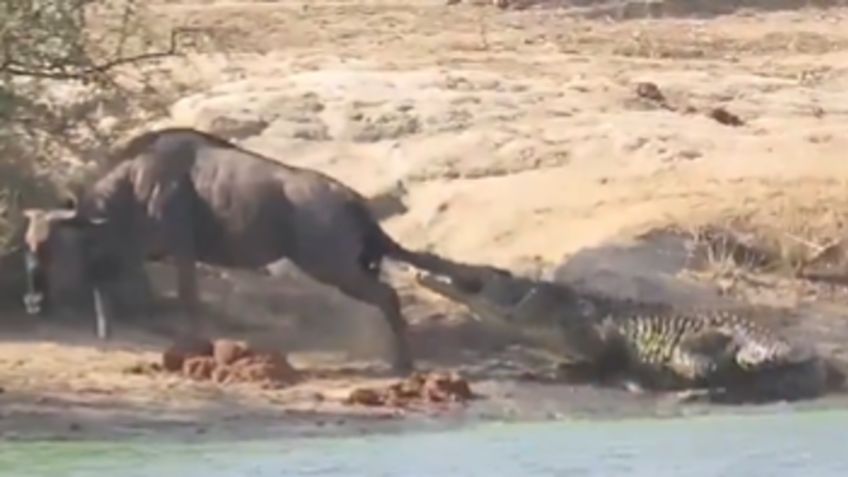 VIDEO: dos hipopótamos unen fuerzas para salvar a un antílope del ataque de un cocodrilo