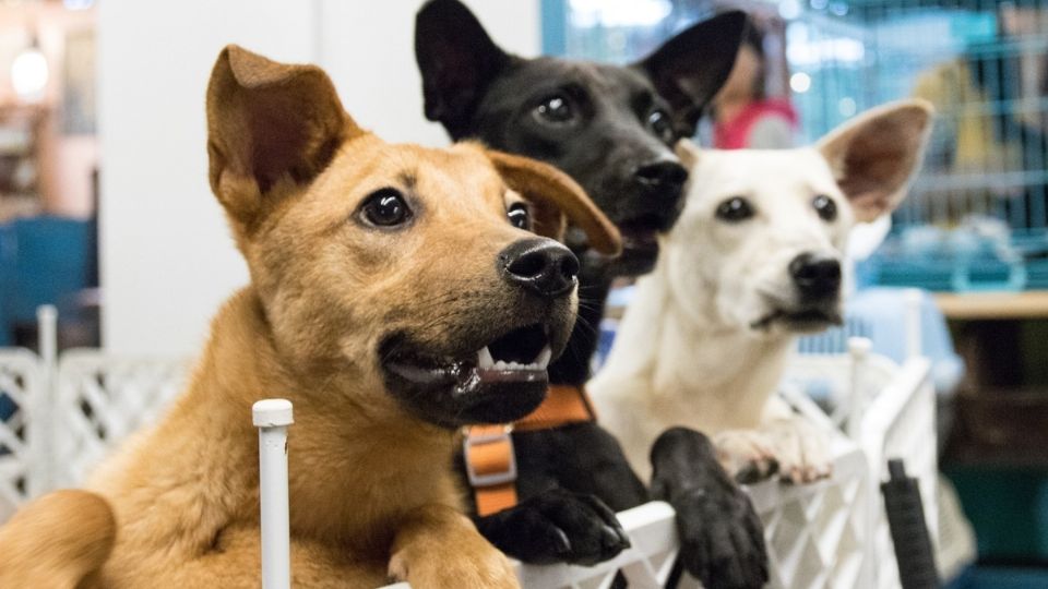 La adopción de perros es una gran expresión de amor, pero en necesario tomar en cuenta algunas consideraciones para su correcta adaptación