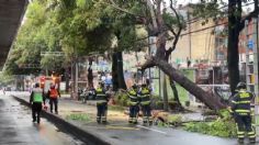 Cae árbol en Xola, frente a estación del Metrobús Amores