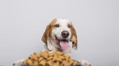 ¿Le das croquetas a tu perro? Así es como se hace el alimento para mascotas