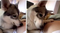 Perrito conmueve en redes sociales con su reacción al escuchar por primera vez al bebé que tendrá su dueña | VIDEO