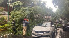 Cae árbol sobre tres vehículos en Miguel Ángel de Quevedo; no se reportan lesionados