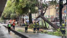 Cae árbol en Xola, frente a estación del Metrobús Amores