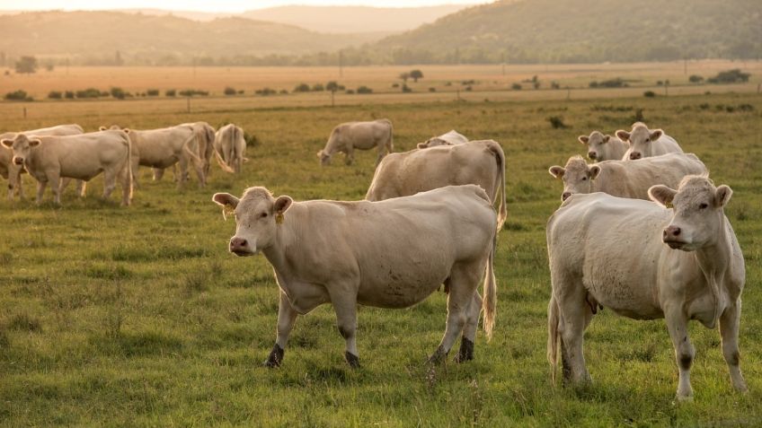 Dinamarca cobrará impuestos por las flatulencias de vacas y cerdos