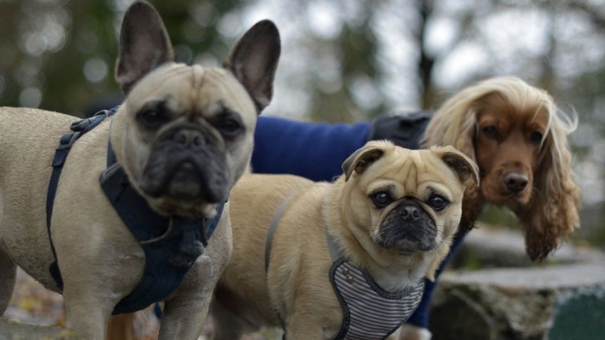 ¿Cuánto ejercicio al día debe hacer mi perro? Consejos para cada raza