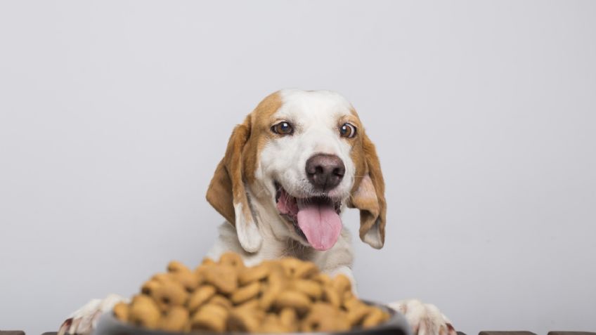 ¿Le das croquetas a tu perro? Así es como se hace el alimento para mascotas