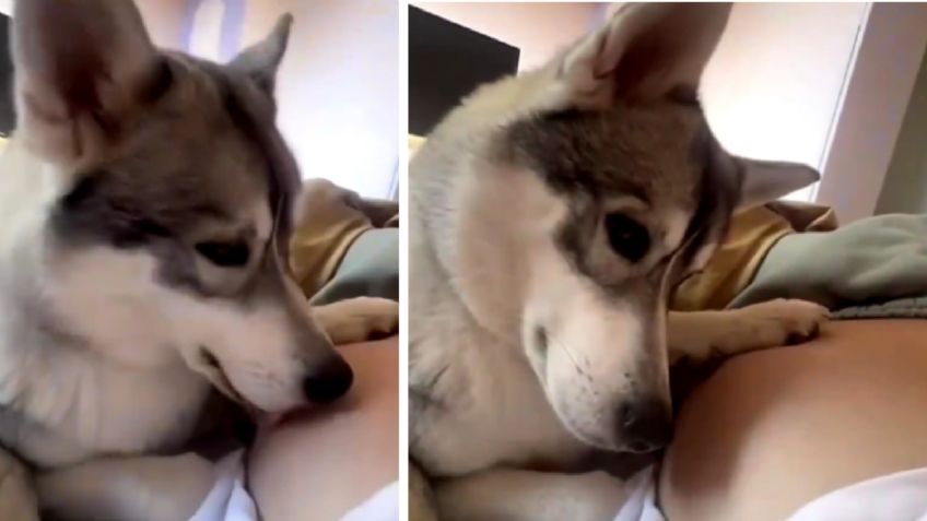 Perrito conmueve en redes sociales con su reacción al escuchar por primera vez al bebé que tendrá su dueña | VIDEO