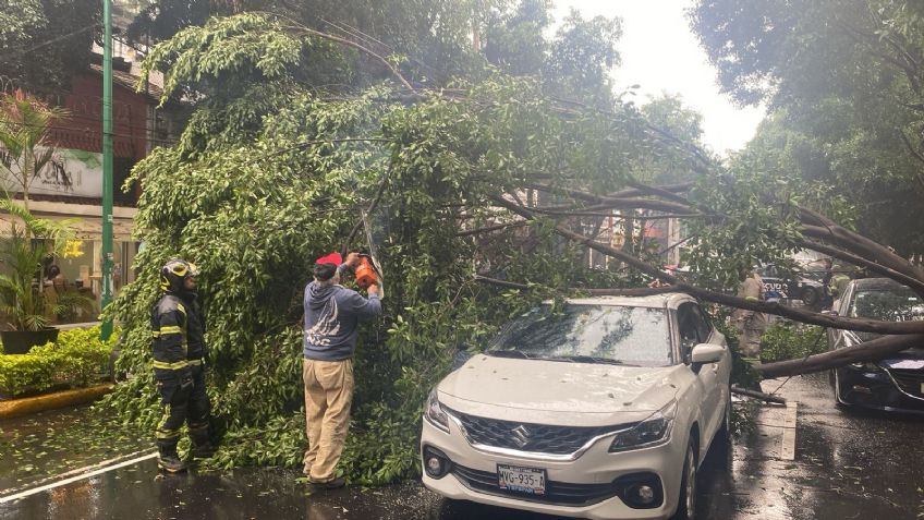 Cae árbol sobre tres vehículos en Miguel Ángel de Quevedo; no se reportan lesionados