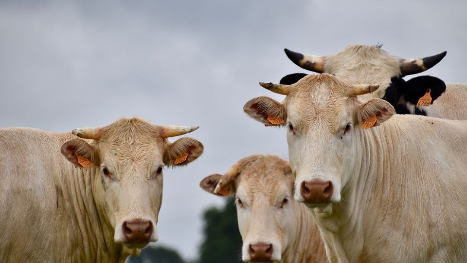 Las vacas arrollaron a una mujer y sus dos hijas.