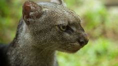 ¿Qué es un yaguarundí, cría de esta especie fue rescatada en Puebla?